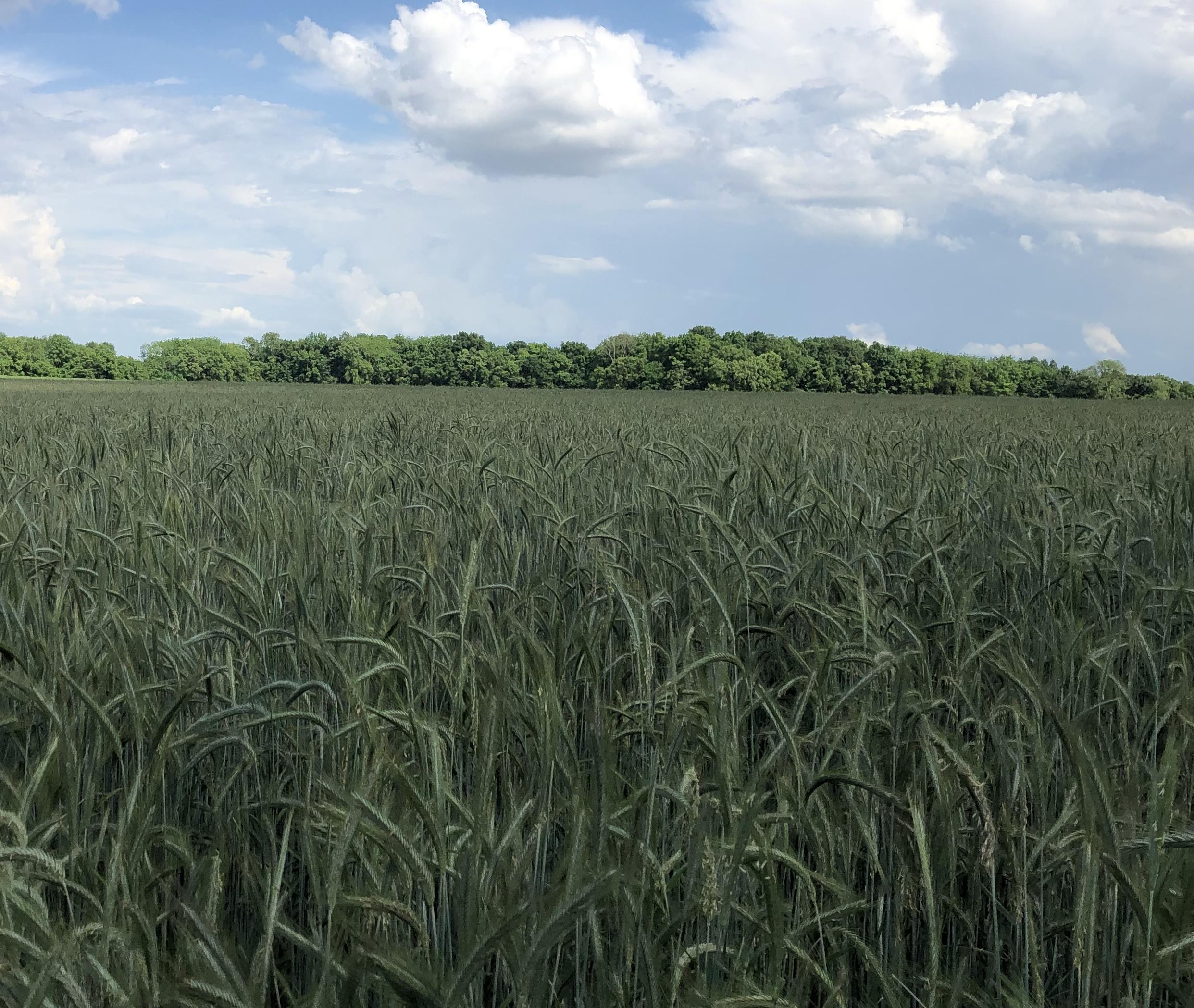 Field of Aventino Rye - Logan Co.