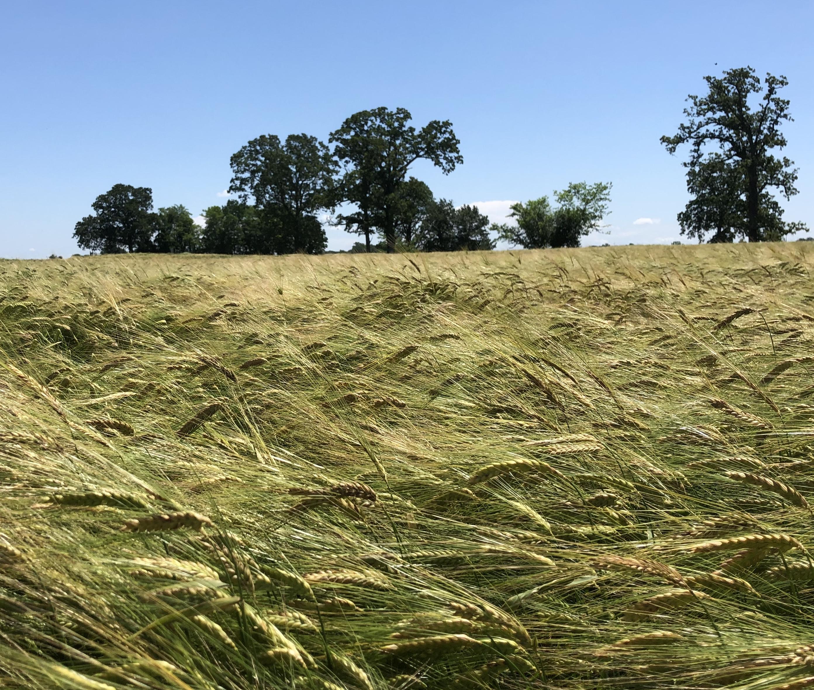 Ripening violetta malting barley - Logan Co.