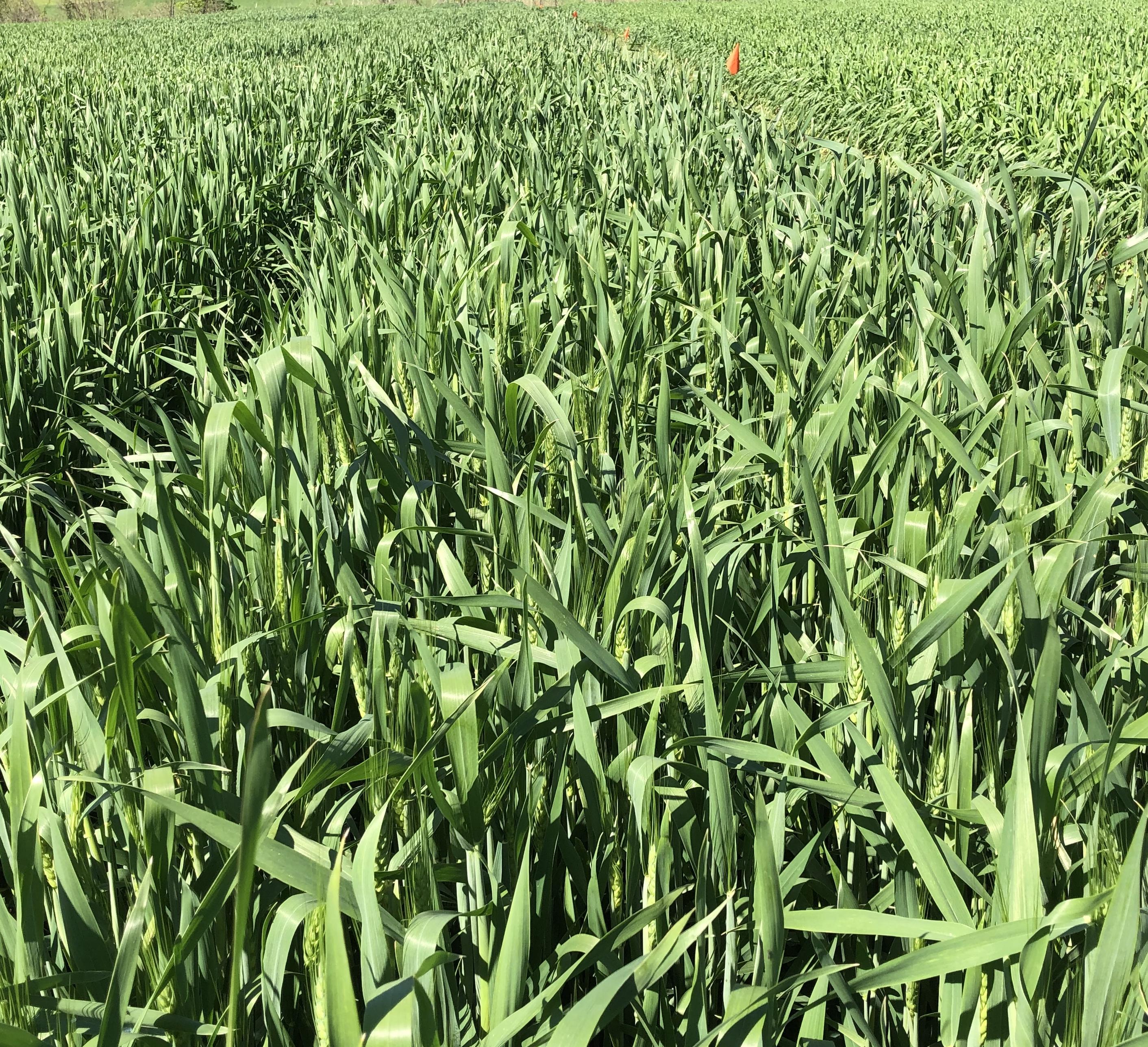 Wheat heads slipping out of the boot - Loretto